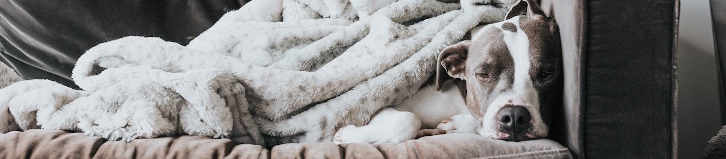 Feel Your Feelings and Other Tips for Staying Grounded & Sane While in Lockdown