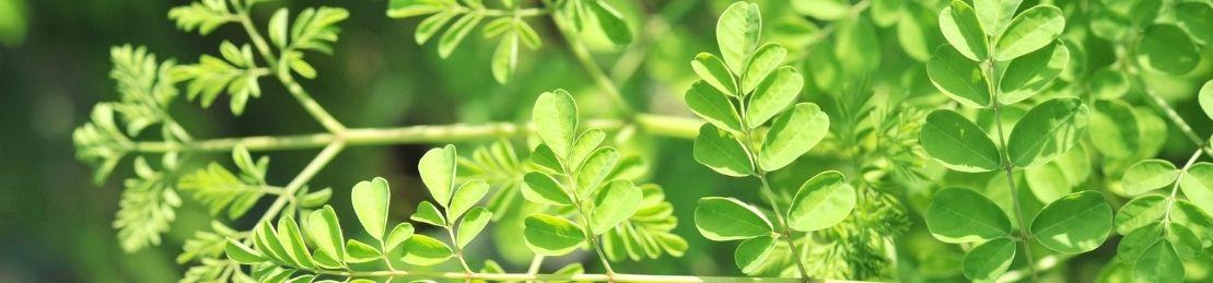 Why This All-Natural Oil Is The Miracle Skincare Ingredient You’ve Been Waiting For