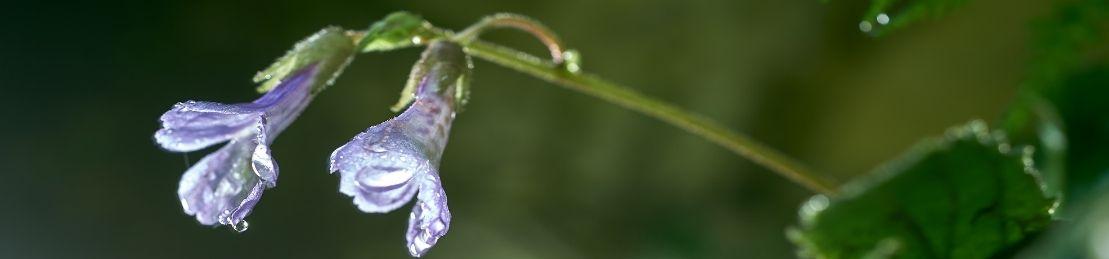 Why The Miraculous Orpheus Flower Might Be Skincare’s Fountain Of Youth