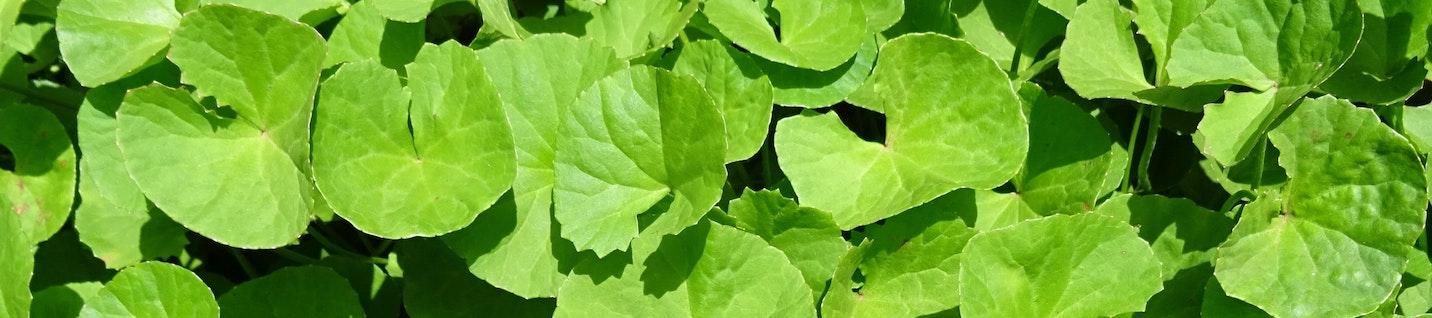 Centella Asiatica Is the Hot K-Beauty Ingredient of the Moment — Why You Need It Now