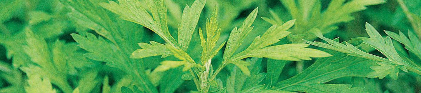 Why You Need to Know Mugwort, aka Artemisia, the Hottest New Ingredient Out of Korea