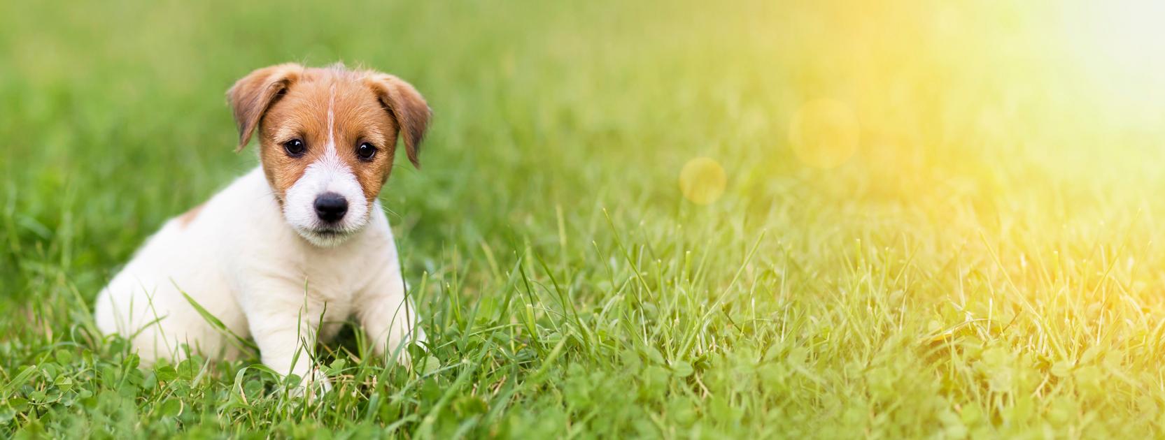 How Pets Can Affect Your Skin