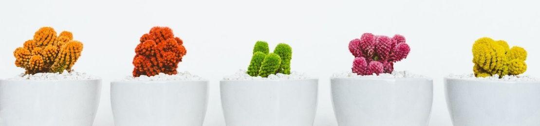 How House Plants Can Reduce Anxiety